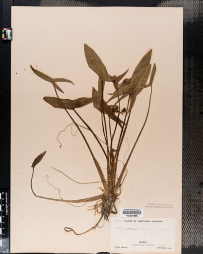 Sagittaria cuneata