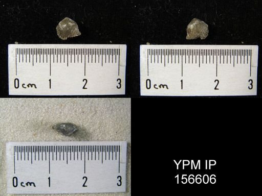 Zygospira recurvirostra