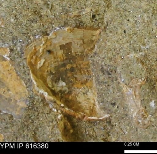 Protocardia subquadrata