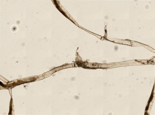 Paludicella articulata