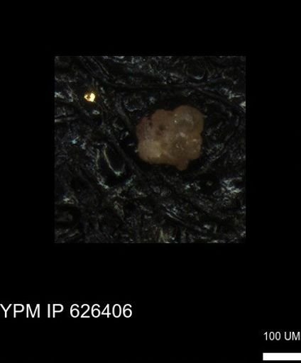undet. Foraminiferida