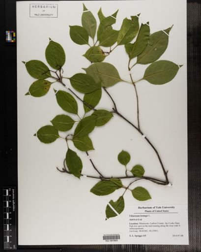 Plantae