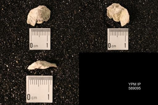 Dinorthis subquadrata