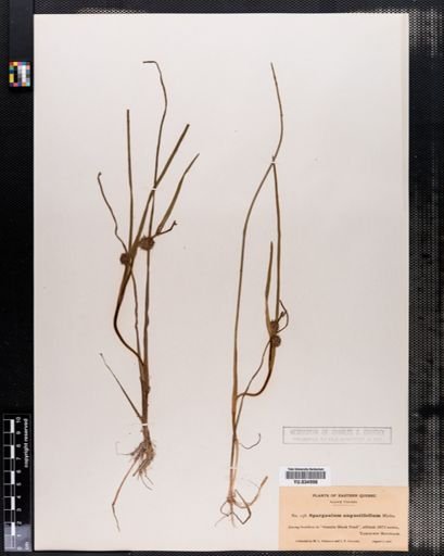 Sparganium angustifolium