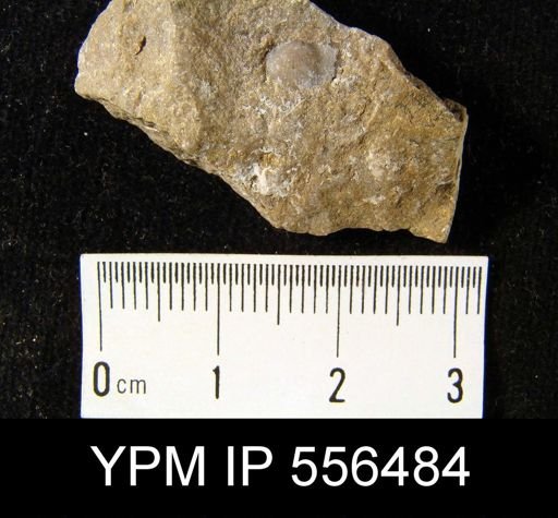 Chonetes vicinus
