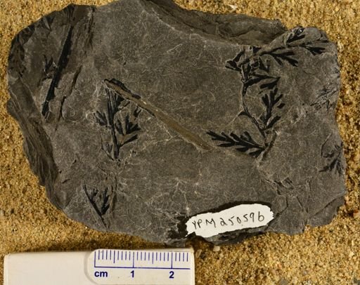 Sphenopteris elegans