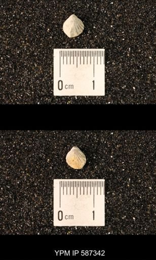 Camarotoechia whitei