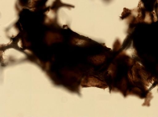Iotrochota birotulata