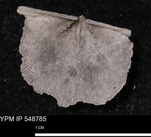 Stropheodonta perplana