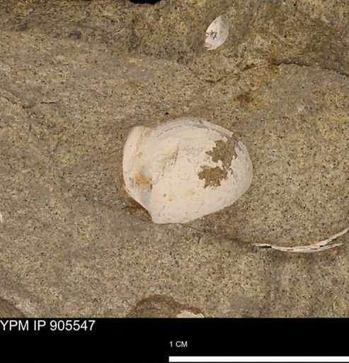 undet. Bivalvia