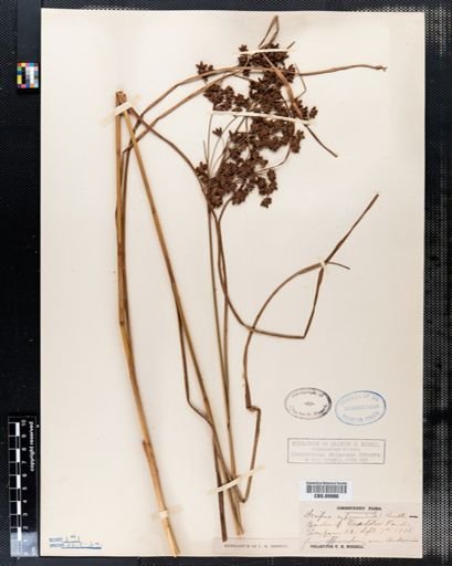 Scirpus cyperinus