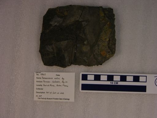 Palaeoniscus voltzii