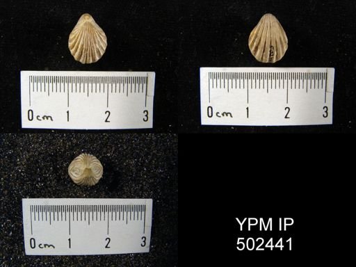 Hustedia mormoni