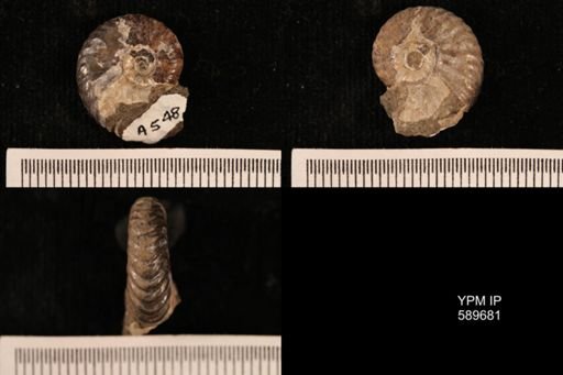 Hoploscaphites comprimus