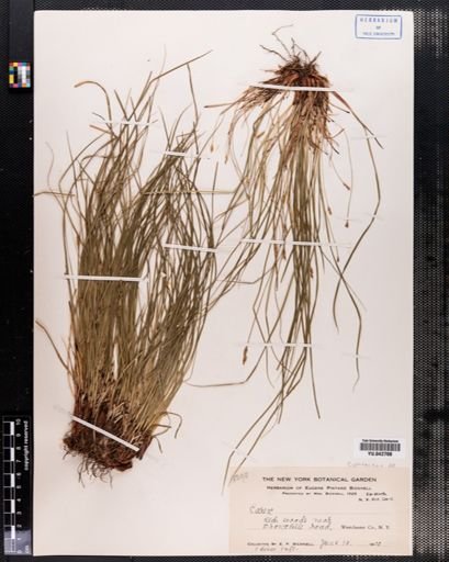 Carex