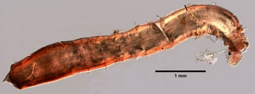 Notomastus filiformis