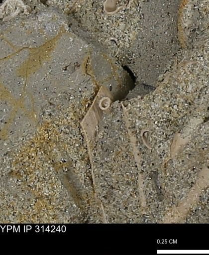 undet. Scaphopoda