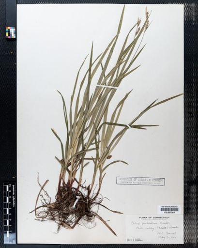 Carex pubescens