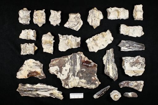undet. Actinopterygii