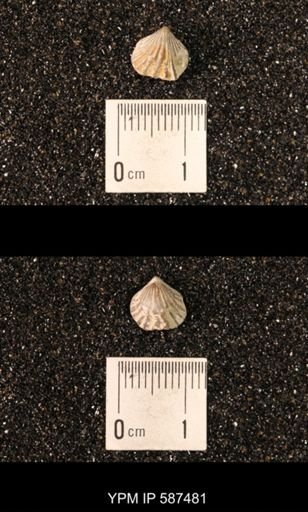 Camarotoechia whitei