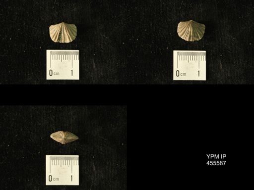 Platystrophia laticosta