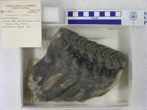 Mammuthus columbi