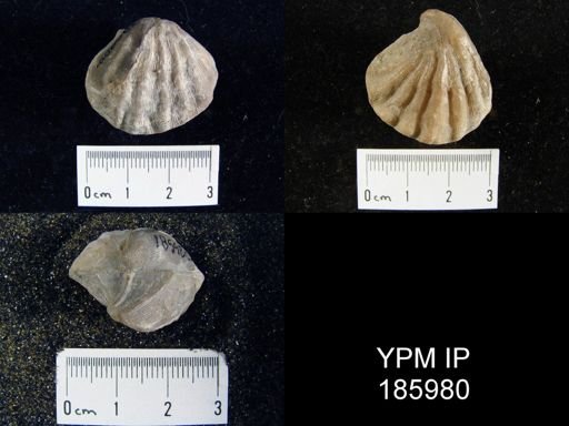 Meekella striatocostata
