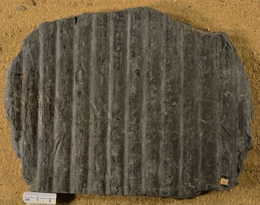 Sigillaria longata