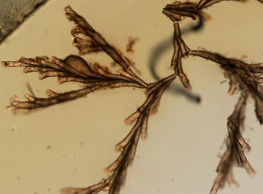 Crisia eburnea