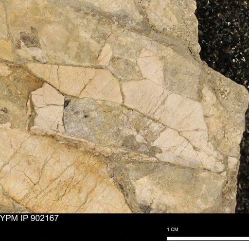 Baculites sp.