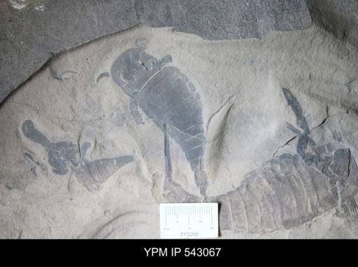 Eurypterus remipes remipes