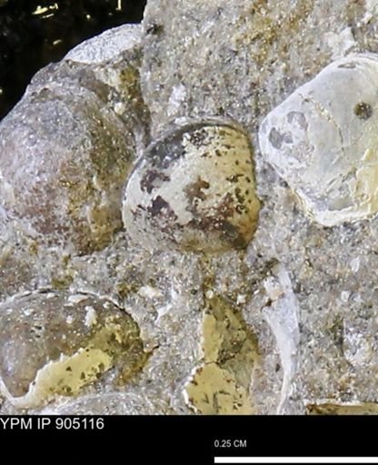 Corbulamella sp.