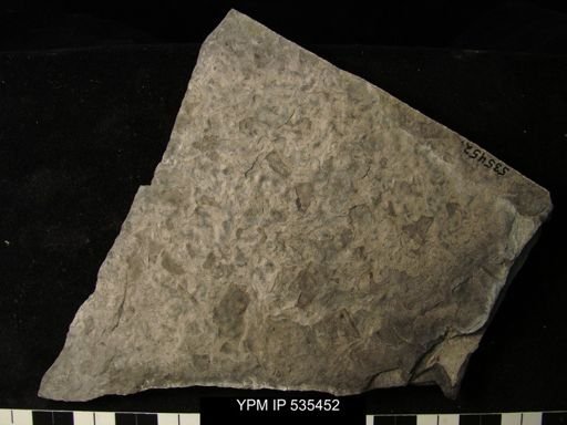undet. Eurypterida