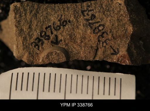 Protocardia subquadrata