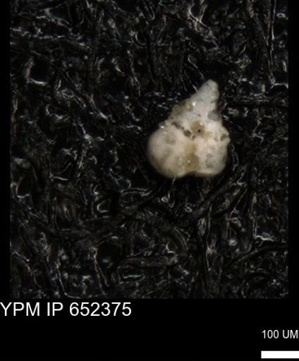 undet. Heterohelicidae