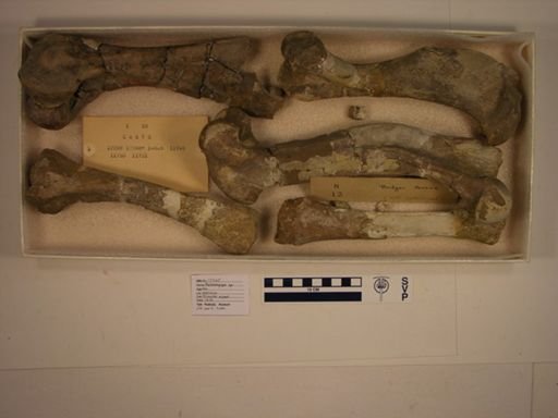 Palaeosyops sp.