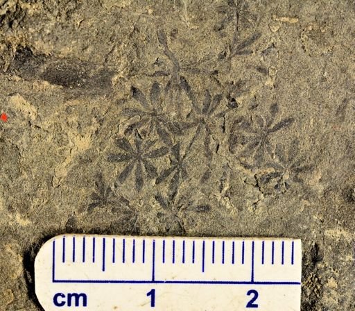 Annularia sp.