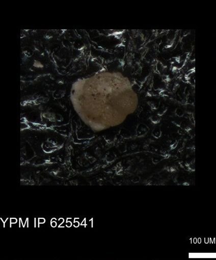 undet. Foraminiferida