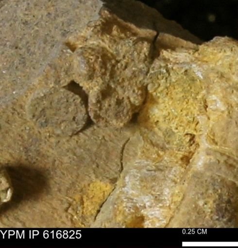 Teredo sp.