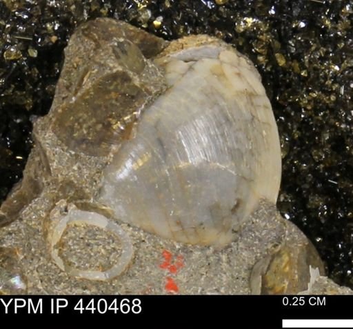 Protocardia subquadrata