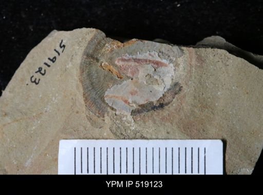 Microschedia sp.