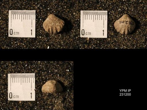 Wellerella osagensis