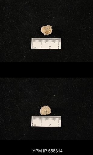 Costispinifera