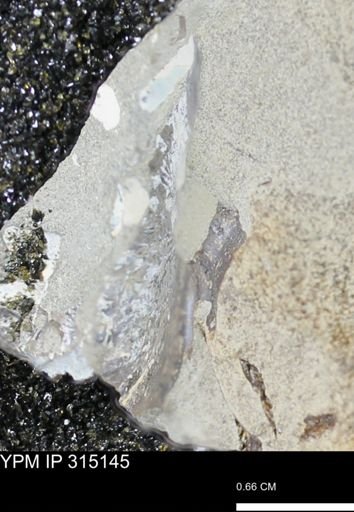 undet. Scaphitidae