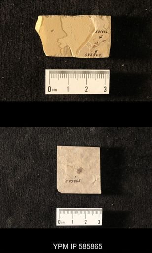 undet. Coleoptera