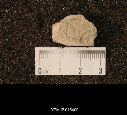 undet. Palaeomanteidae