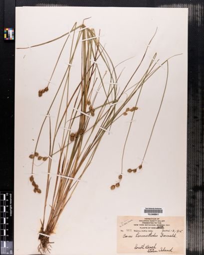 Carex hormathodes