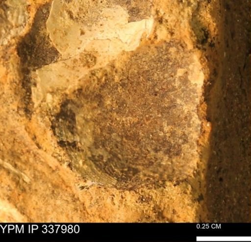 undet. Bivalvia