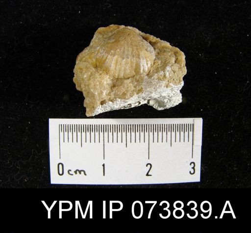 Wilsonella saffordi