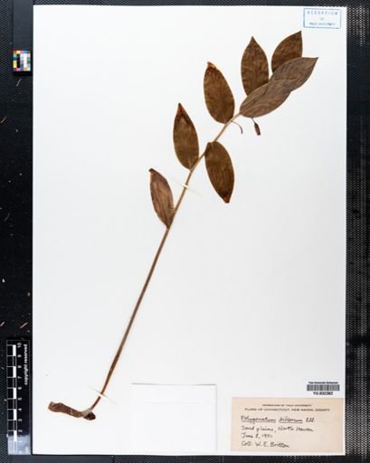 Polygonatum biflorum